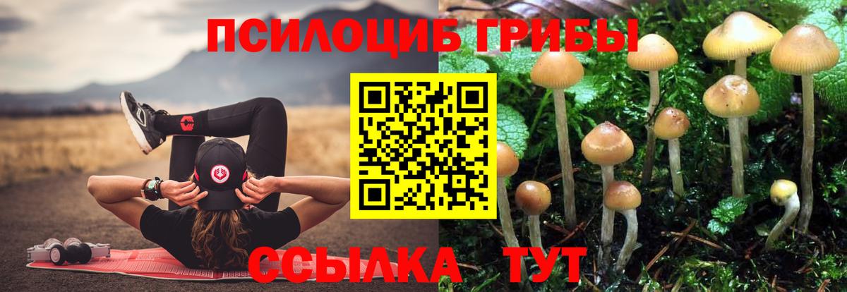 Псилоцибиновые грибы Psilocybine cubensis Зеленогорск